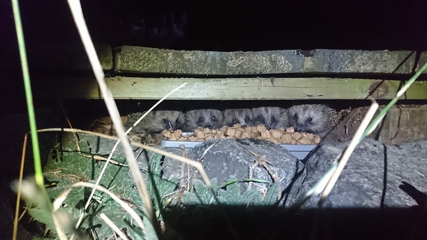 Bild: So l&auml;sst's sich aushalten - im Garten der Familie Weber haben es sich die Igel gem&uuml;tlich gemacht
