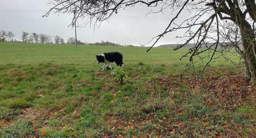 Windig bei 10 Grad war es heute Morgen in Sopgienhof (Foto: W.J&ouml;rgens)