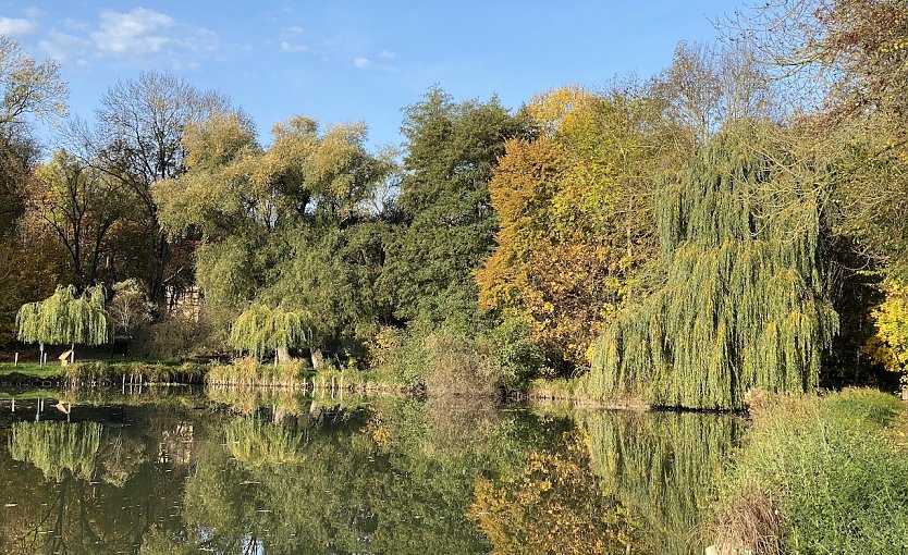 Ein goldener Herbst auch am B&ouml;hmenteich bei Bad Langensalza (Foto: oas)