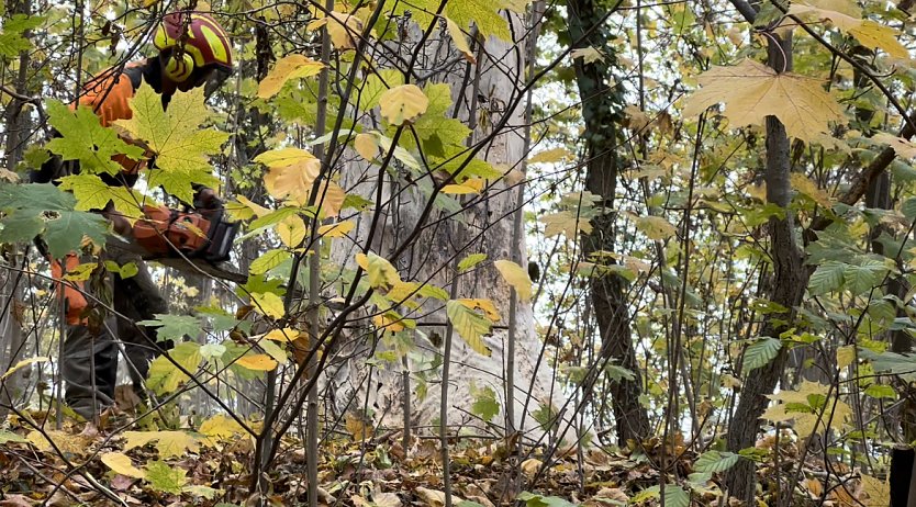 Baumf&auml;llarbeiten im Gehege  (Foto: Stadtverwaltung Nordhausen )