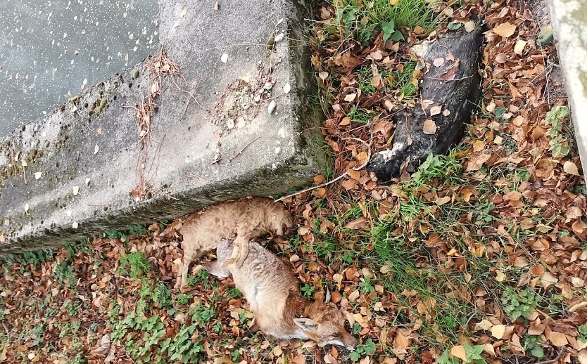 Bild: Drei Kadaver wurden auf einem Spielplatz in Allmenhausen gefunden