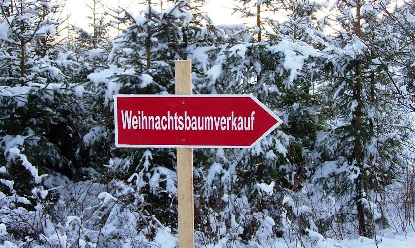Weihnachtsb&auml;ume zum Selbstschlagen in W&auml;ldern der Region (Foto: Horst Spro&szlig;mann)