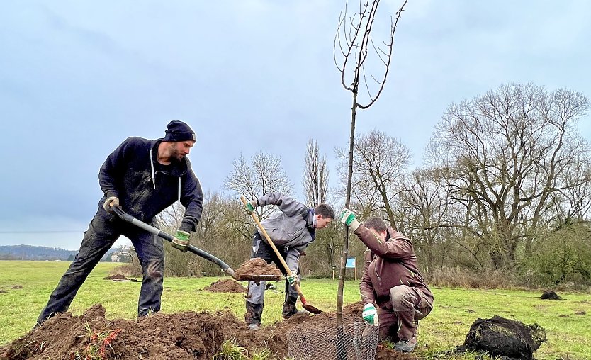 Baumpflanzungen am Salzaspring (Foto: Stadtverwaltung Nordhausen)