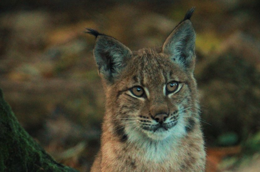 Norik, hier noch als Jungluchs in H&uuml;tscheroda (Bild Oktober 2021) (Foto: Mona Heyn)