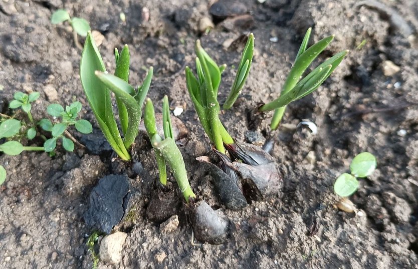 Fr&uuml;hbl&uuml;her bei 17 C im Januar (Foto: T. Leipold)
