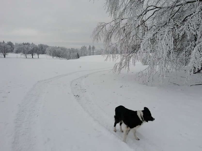 Bild: W&auml;hrend der Schnee im Tal verschwunden ist, h&auml;lt sich die wei&szlig;e Pracht im Harz noch