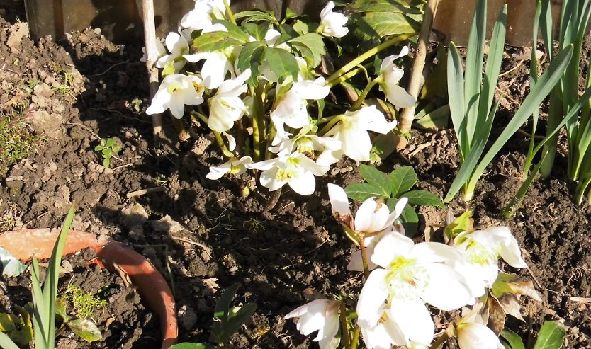 Gartentipps f&uuml;r den Fr&uuml;hlingsmonat M&auml;rz  (Foto: W.Schumann)