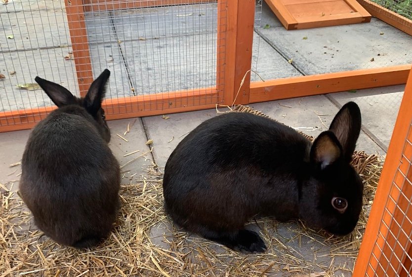 Wer hat Rambo und Klopfer gesehen? (Foto: Jennifer Kirchner) Wer hat Rambo und Klopfer gesehen? (Foto: Jennifer Kirchner)