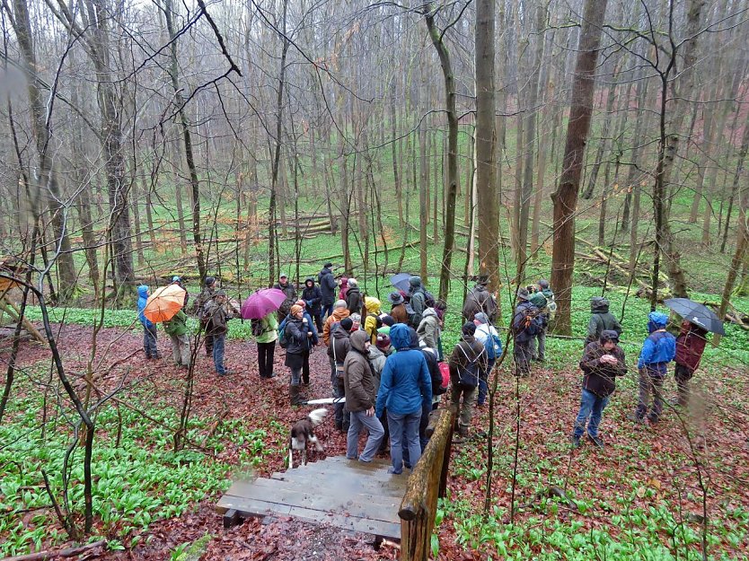 Abgerundet wurde die Tagung am Sonntagvormittag mit einer Exkursion in die alten Buchenw&auml;lder des Nationalparks.  (Foto: Denny Juchem)