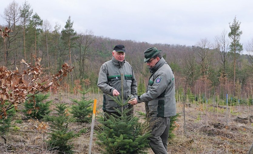 Die Forstwissenschaftler Ulli Kl&uuml;&szlig;endorf und Dr. Horst Spro&szlig;mann begutachten einen exotischen Nadelbaum auf einer forstlichen Versuchsfl&auml;che der Th&uuml;ringenForst-A&ouml;R in Nordth&uuml;ringen (Foto: Th&uuml;ringenForst)
