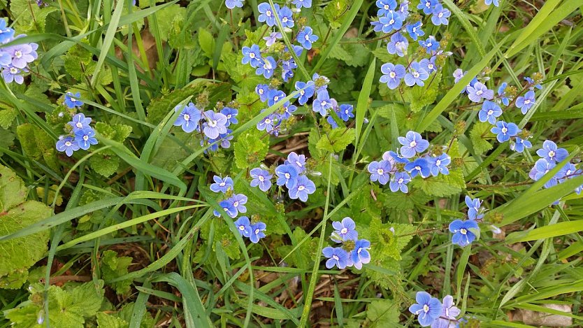 Ehrenpreis auf einer S&uuml;dharzer wiese (Foto: D.Berberich)
