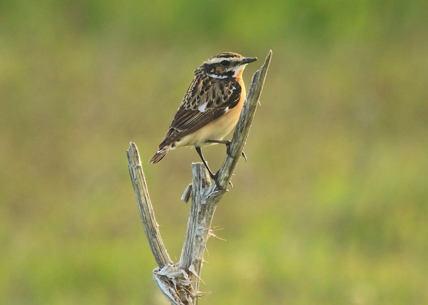 Das Braunkehlchen ist Vogel des Jahres 2023. Es ist in Th&uuml;ringen vom Aussterben bedroht. (Foto: Joachim Blank)