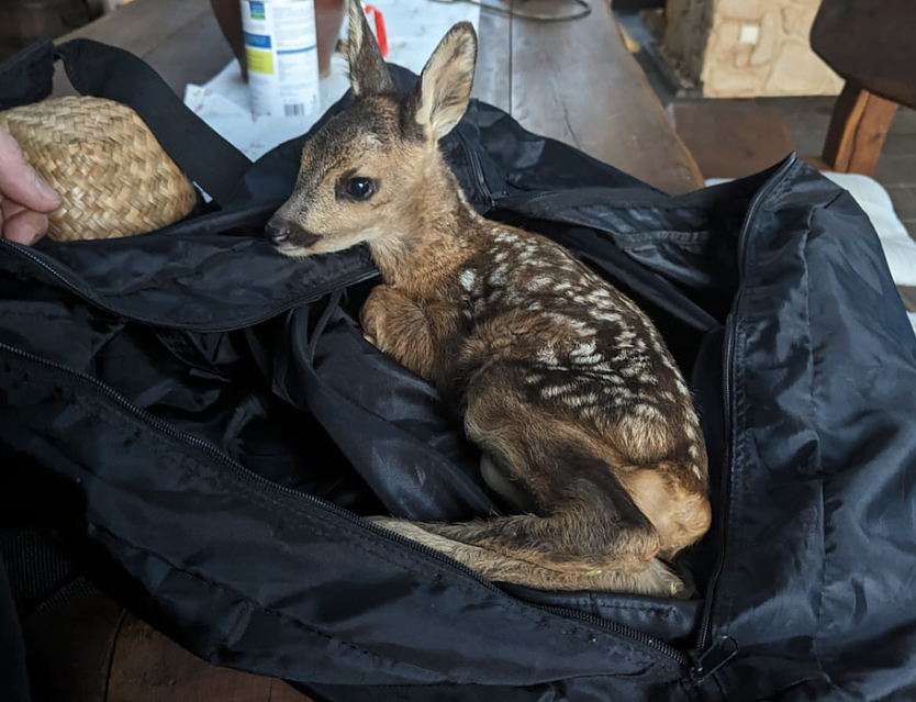Das kleine Rehkitz wurde an der A38 bei Nordhausen entdeckt (Foto: Landespolizeiinspektion Nordhausen)