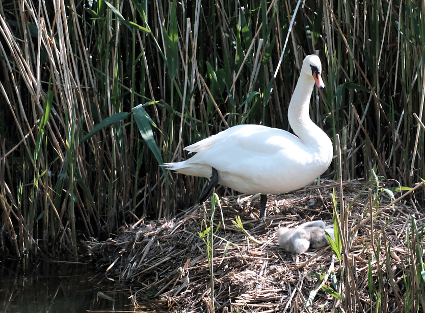 Noch ist der Nachwuchs im Nest (Foto: Peter Blei)
