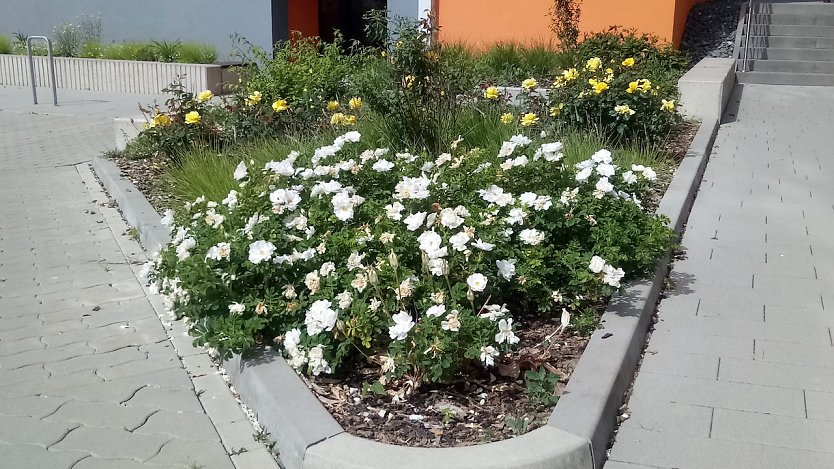 Bunte Farbtupfer im Umfeld Aueblick der WBG erfreuen das Auge. Sie beugen au&szlig;erdem dem Insektenschwund vor, ziehen sie doch Bienen, Hummeln und Schmetterlinge an. (Foto: Rosalinde Frank)