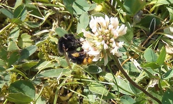 An den Bl&uuml;ten des Mini-Klees laben sich gern Bienen, Hummeln (im Bild) und viele andere Insekten.                                                           (Foto: Kurt Frank)