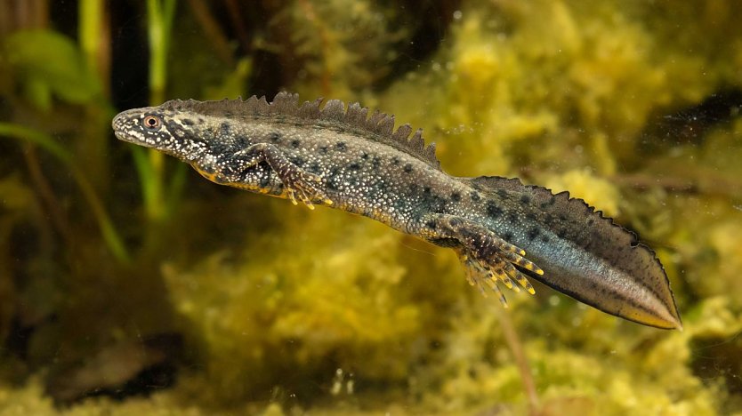 Amphibien auf der Spur - auch der Kammmolch kann entdeckt werden (Foto: Konrad K&uuml;rbis)