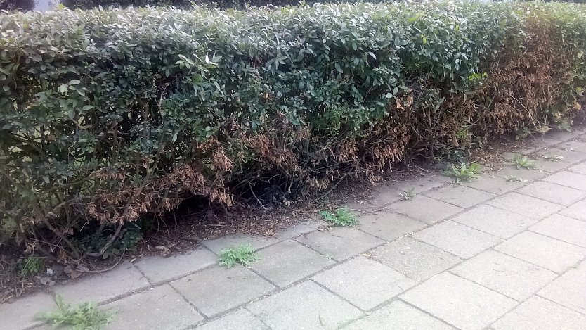 Unkraut blieb unber&uuml;hrt, es traf die Ligusterhecke. (Foto: Anton Adlerauge)