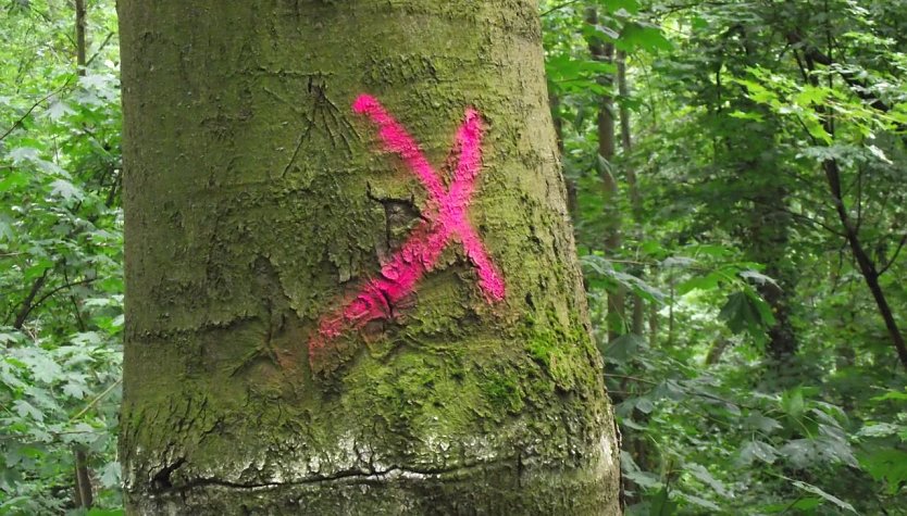 Rotes Kreuz bedeutet "F&auml;llung" (Foto: Kurt Frank)