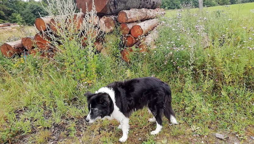 Bei 13 Grad, k&uuml;hlem Wind und regnerischem Wetter in Sophienhof fragt sich auch unser Wetterhund, was der Herbst im Juli zu suchen hat.  (Foto: W.J&ouml;rgens)