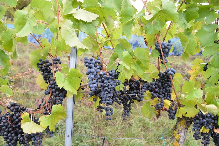 Weinberg im Silberthal (Foto: Biosph&auml;renreservat Karstlandschaft S&uuml;dharz)