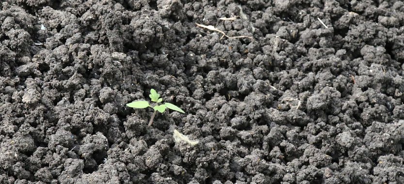 Unbehandelt ist Kl&auml;rschlamm zwar passabler D&uuml;nger, leider aber auch mit zahlreichen problematischen Stoffen durchsetzt (Foto: agl)