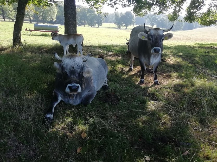 Bild: Bei 16 Grad und leichtem Wind genie&szlig;en die K&uuml;he den Sommer auf der Sophienhofer Weide