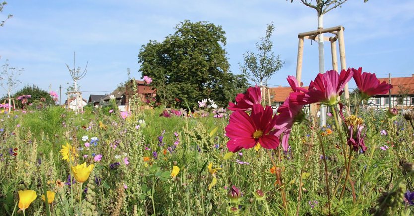 Bl&uuml;tenpracht am Hesser&ouml;der Dorfanger (Foto: agl)