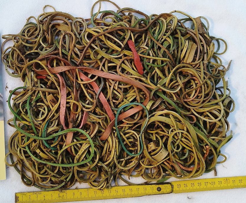 Bei dem Jungstorch aus Bad D&uuml;rrenberg wurde die t&ouml;dliche Menge von rund 600 Gramm Gummib&auml;ndern im Magen festgestellt. (Foto: Karsten Peterlein/NABU Leipzig)