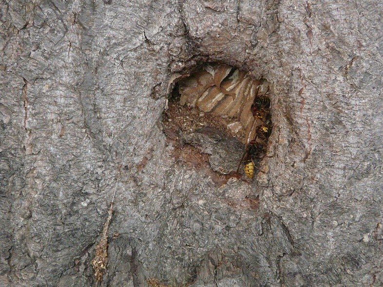 Hornissennest (Foto: Pressestelle Landratsamt)