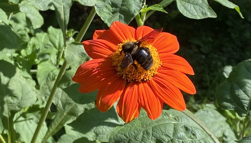 Der Sp&auml;tsommer verlockt zum naschen an den Bl&uuml;ten (Foto: oas)
