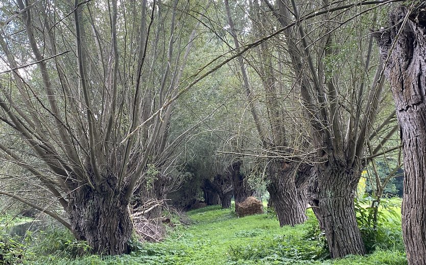 An der Unstrut bei Gro&szlig;vargula (Foto: oas)