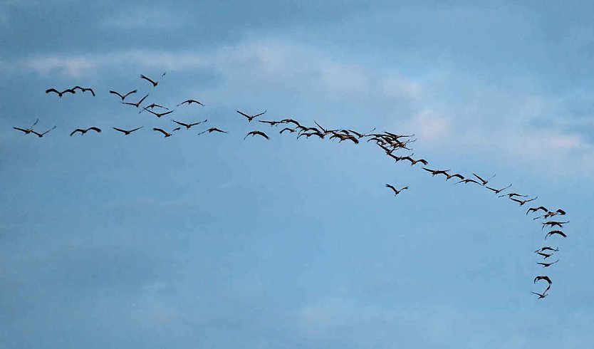 Die Kraniche sind zur&uuml;ck (Foto: P.Blei)