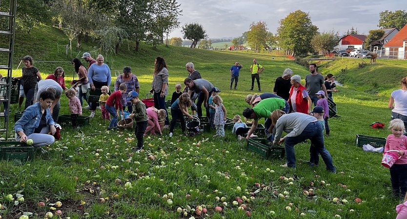 Apfelernte in Gro&szlig;wechsungen (Foto: B.Juch)