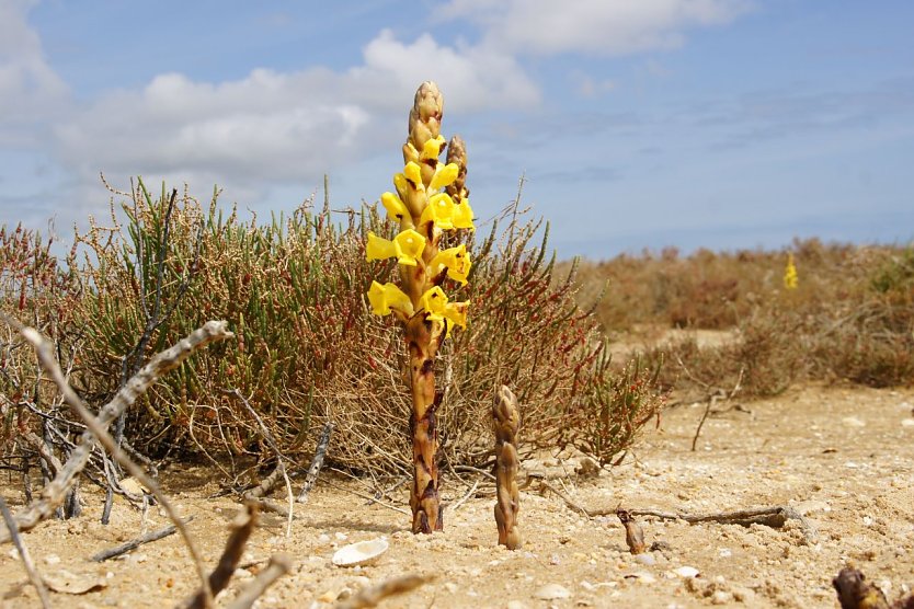 Ein botansiches Highlight S&uuml;dportugals: die Gelbe Cistanche (Foto: Armin Hoch)