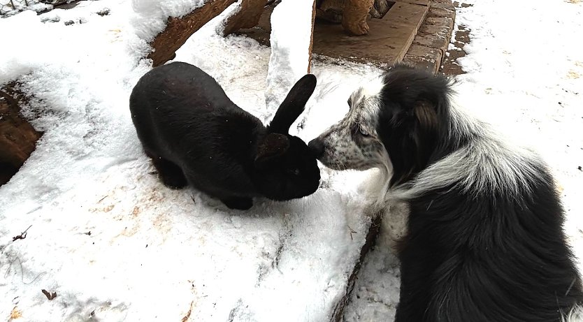 Bild: Trotz der Unterschiede gehen unsere Tiere sehr respektvoll miteinander um