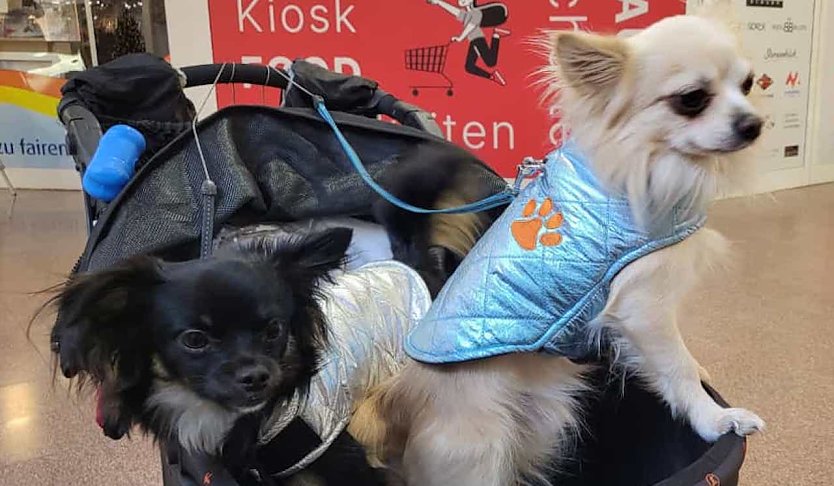 Bild: Zwei Hunde auf dem Weg zum Weihnachtsmarkt