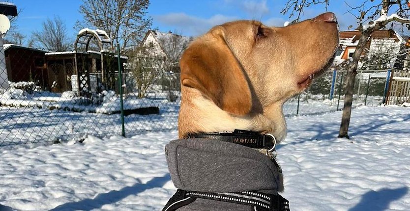 Bild: Unser Hund genie&szlig;t seine erste Adventszeit im Garten mit Sonne und Schnee
