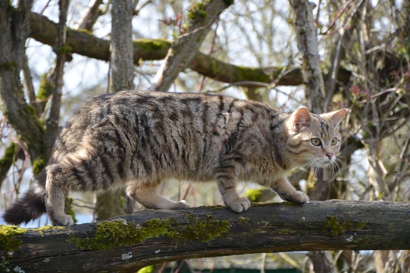 Wildkuder Leo  (Foto: Katrin Vogel)