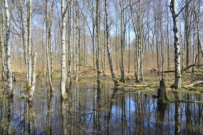 ie im Freistaat seltenen Moorbirken, wie hier an der Hainleite, &uuml;berstehen durchaus wochenlange &Uuml;berflutungen, die h&auml;ufigeren Fichten und Buchen gefallen die nassen F&uuml;&szlig;e dagegen nicht  (Foto: Dr. Horst Spro&szlig;mann)