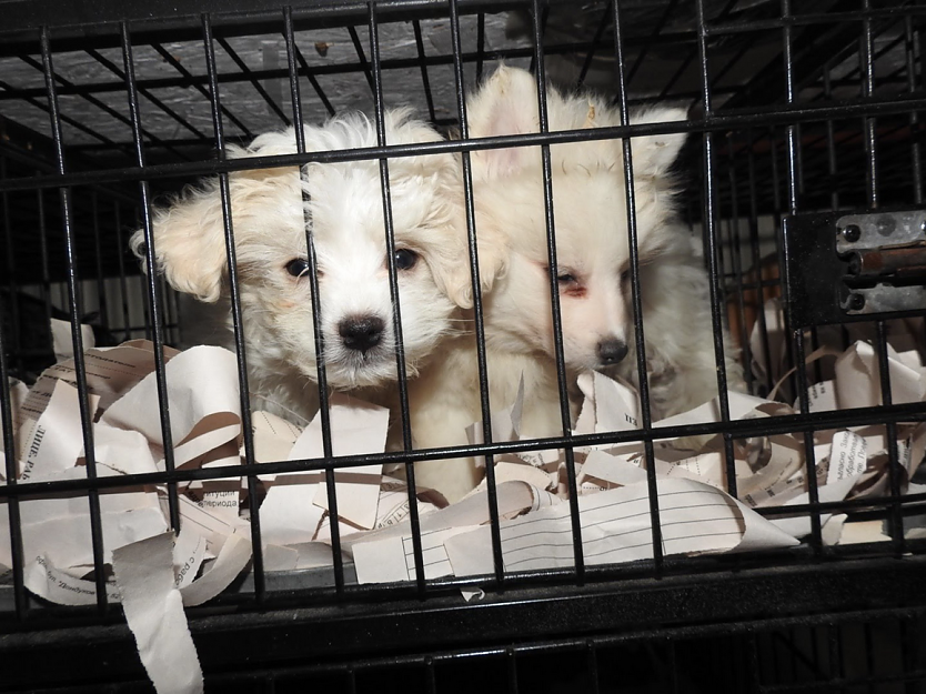 Welpenreport - &uuml;ber 800 Hunde wurden 2023 beschlagnahmt (Foto: Vier Pfoten)