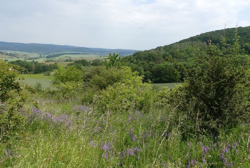 Projektfl&auml;che Herztal Badra (Foto: Bildrechte LVP S&uuml;dharz/ Kyffh&auml;user)