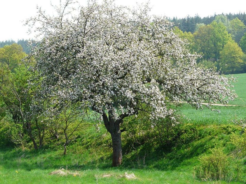 Bl&uuml;hender Obstbaum (Foto: Thomas Wey)