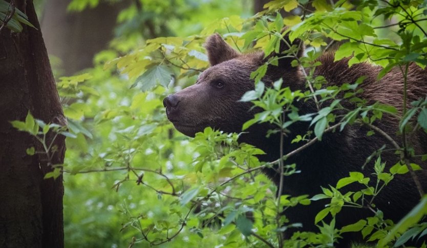 Auch im Bärenpark Worbis freut man sich auf den Frühling (Foto: Alternativer Bärenpark Worbis) Auch im Bärenpark Worbis freut man sich auf den Frühling (Foto: Alternativer Bärenpark Worbis)