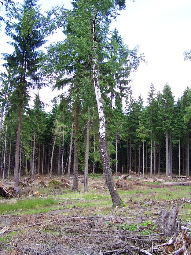 W&auml;hrend umliegende Fichten der Borkenk&auml;fersanierung zum Opfer fielen, lies der Waldbesitzende die Birke stehen: Sie sorgt durch Aussaat f&uuml;r einen kostenlosen Vorwald (Foto: Th&uuml;ringenForst)
