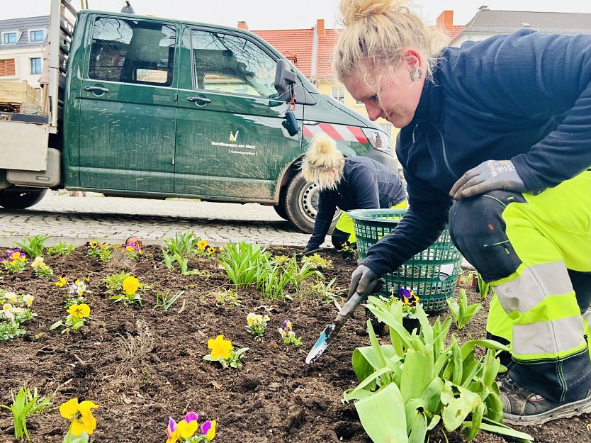 Blumenpflanzungen im Stadtgebiet (Foto: Stadt Nordhausen)