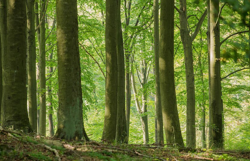 Raubbau am Wald verhindern (Foto: Klemens Karkow NABU) Raubbau am Wald verhindern (Foto: Klemens Karkow NABU)