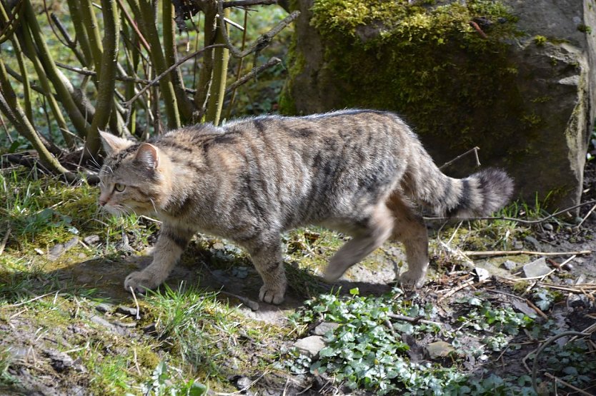 Wildkater im Wildkatzendorf (Foto: Katrin Vogel)