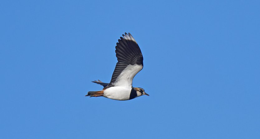 Kiebitz im Flug (Foto: Hartmut Mletzko)