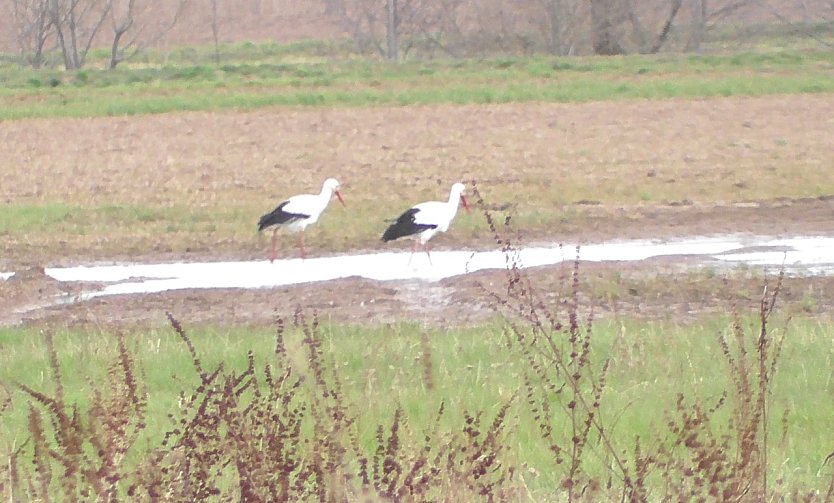 Fr&uuml;hling am Stausee  (Foto: U. Reinboth )